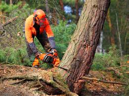 Best Hazardous Tree Removal  in Chama, NM